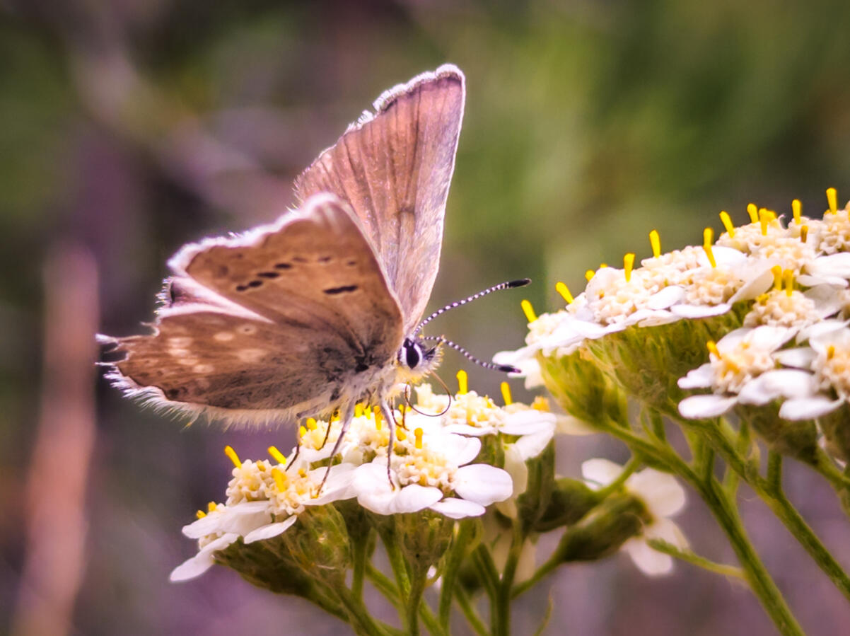 MOTH MOTH